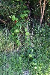 Image: Trevor James © Trevor James 